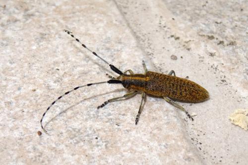 Réf. 253 852 : Agapanthia villosoviridescens